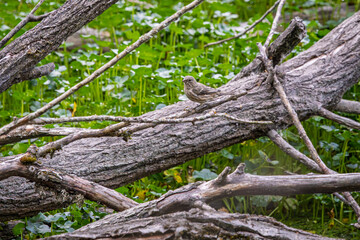 A Song Sparrow perched on a fallen tree
