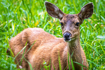 A female Black-tail Deer in tall grassy area