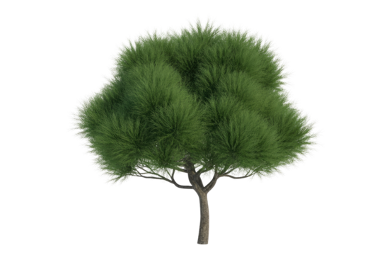 Isolated 3D render of a lush green tree with a thick trunk and full foliage, perfect for landscaping or design projects. background removed