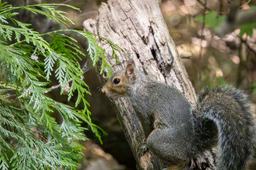 A cute squirrel in a tree