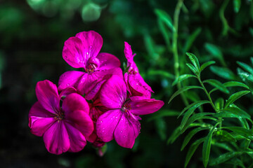 Magenta horseshoe geraniums against a dark green background, daytime, raindrops, nobody