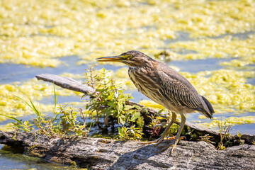 A Green Heron perched on a floating log