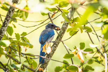 A California Scrub-jay perched in a tree with an acorn in its beak 