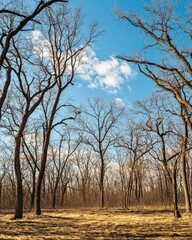 Fototapeta premium Bright winter forest with barren trees scenic view