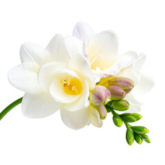 Fototapeta premium Freesia, isolated on transparent background. 