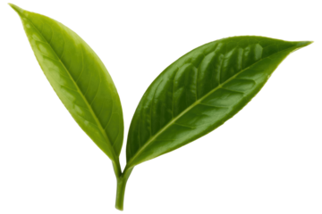 Two vibrant green tea leaves, freshly picked, isolated on a transparent background. background removed