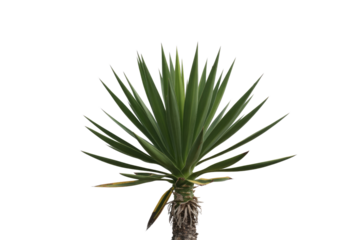 Isolated image of a Yucca plant with long, spiky green leaves against a transparent background. background removed