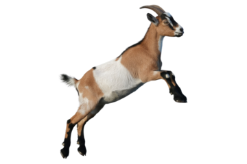 A young, tan and white goat with black markings leaps against a transparent background. background removed