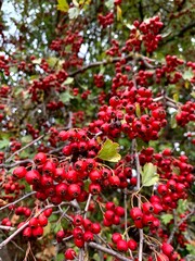 Red hawthorn berries. Big tassels. Autumn colors. Medicinal plant. 