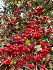 Red hawthorn berries. Big tassels. Autumn colors. Medicinal plant. 