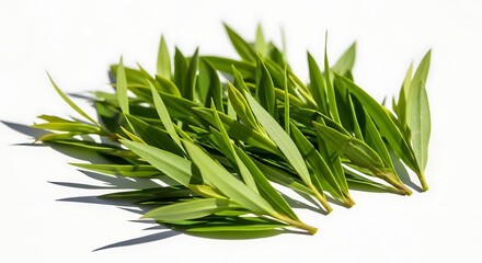 Fototapeta premium Fresh tea tree leaves on a clean white surface highlighting vibrant green foliage for natural