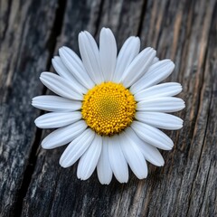 Daisy flower rustic wood background summer lifestyle floral decor