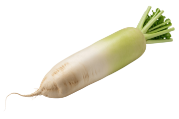 A single, whole daikon radish, isolated on a transparent background, shows its creamy white skin and green top. background removed
