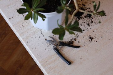 Pruning shears on table near adenium plant in white pot, soil scattered, gardening tools and plant care concept. Copy space.