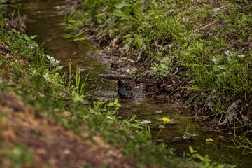 Blackbird enjoys a refreshing bath in a small, clear stream surrounded by lush greenery and wildflowers, creating a serene and natural setting in a forested area