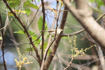 The greenish warbler (Phylloscopus trochiloides viridanus) is a widespread leaf warbler. This photo was taken in Northwest India.