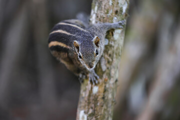 Squirrel clinging to a tree branch, with a focus on its face and striped fur