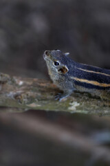 Chipmunk close-up on branch on blurred background