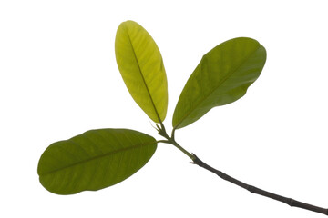 Fototapeta premium Three vibrant green leaves on a dark stem, isolated on a transparent background. background removed