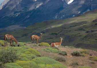 Guanaco in the mountains