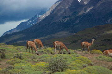 Guanaco in the mountains