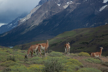 Guanaco in the mountains