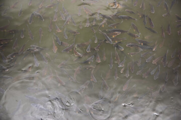 Group of gray fish swimming in green water, creating ripples and patterns on the surface, ideal for projects related to fishing, aquaculture, or marine life