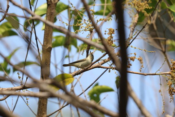 The greenish warbler (Phylloscopus trochiloides viridanus) is a widespread leaf warbler. This photo was taken in Northwest India.