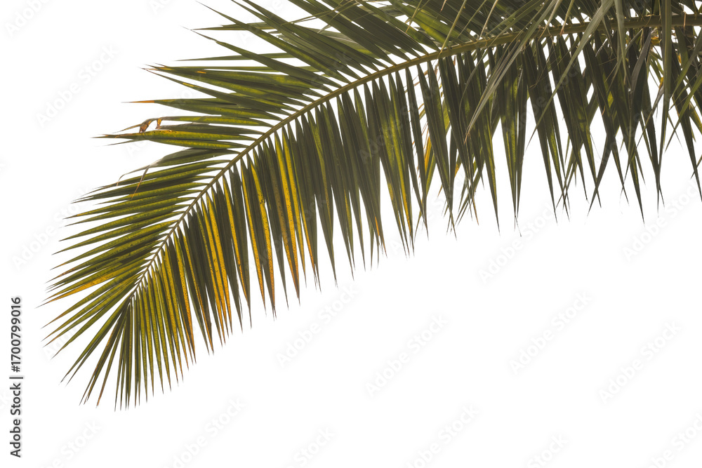 Poster a single palm frond, isolated on a transparent background, shows intricate details and textures of t