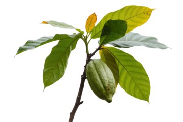 A young cacao plant with a single, immature green pod growing on a branch, isolated on a transparent background. background removed