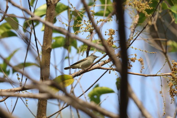 The greenish warbler (Phylloscopus trochiloides viridanus) is a widespread leaf warbler. This photo was taken in Northwest India.