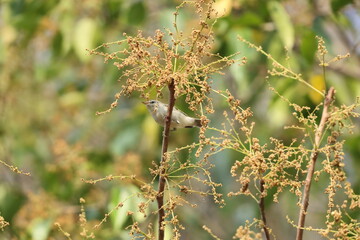 The greenish warbler (Phylloscopus trochiloides viridanus) is a widespread leaf warbler. This photo was taken in Northwest India.