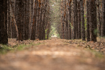 Naklejka premium Path in a pine forest on sunny summer day.