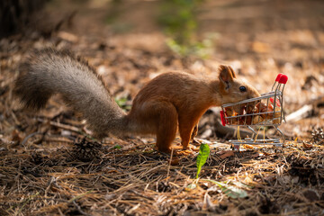 Squirrel in park in woods takes nuts out shopping cart.