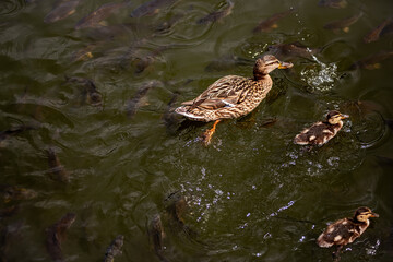 Mallard duck gliding gracefully across pond water, accompanied by two ducklings, while numerous fish swim beneath, creating ripples in the dark green aquatic environment