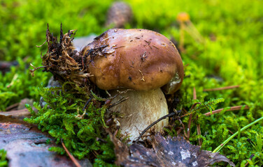 The porcini mushroom with a brown cap grows among the green moss in the coniferous forest.