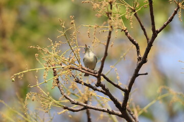 The greenish warbler (Phylloscopus trochiloides viridanus) is a widespread leaf warbler. This photo was taken in Northwest India.