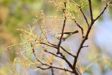 The greenish warbler (Phylloscopus trochiloides viridanus) is a widespread leaf warbler. This photo was taken in Northwest India.