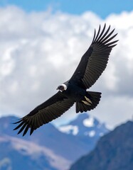 Obraz premium A magnificent Andean condor soars through a vast sky, wings outstretched, against a backdrop of distant, majestic mountains.