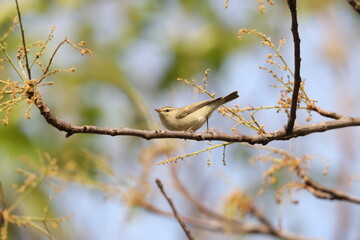 The greenish warbler (Phylloscopus trochiloides viridanus) is a widespread leaf warbler. This photo was taken in Northwest India.