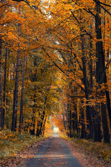 Fototapeta premium A beautiful autumn morning in the park (Silesian Voivodeship, Poland), background or wallpaper for your project