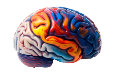 Colorful brain model isolated on a transparent background
