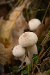 Puffball mushroom (Lycoperdon perlatum) in the autumn forest, background wallpaper for the project