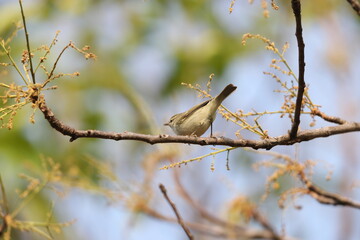 The greenish warbler (Phylloscopus trochiloides viridanus) is a widespread leaf warbler. This photo was taken in Northwest India.