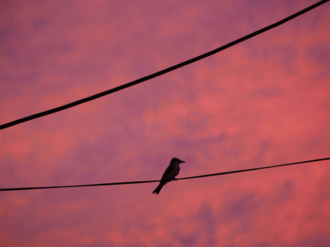 silhouette of a bird sitting on electric power lines in a purple colored sky during evening sunset