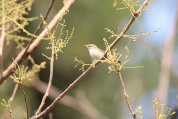 The greenish warbler (Phylloscopus trochiloides viridanus) is a widespread leaf warbler. This photo was taken in Northwest India.