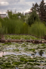 Blooming white water lilies float gracefully on the surface of a serene pond, surrounded by vibrant greenery and set against a soft, cloudy sky, creating a peaceful natural landscape