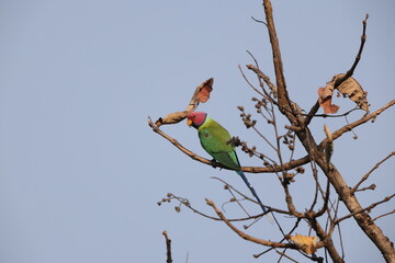 The plum-headed parakeet (Psittacula cyanocephala) is a species of parakeet in the family Psittacidae. This photo was taken in North Inida.