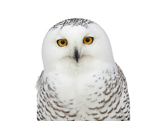 Obraz premium Captivating close-up of a majestic snowy owl, showcasing its piercing gaze and pristine white plumage
