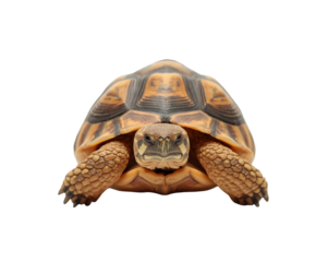 Captivating Close-Up Portrait of Radiata Tortoise, Showcase of Unique Shell Pattern and Textured Skin